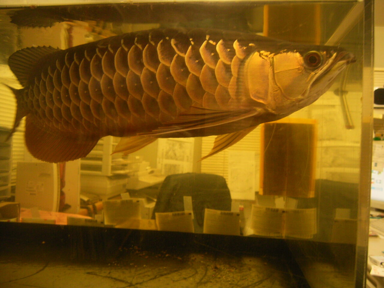 魚